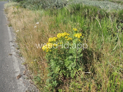 ragwort, tansy